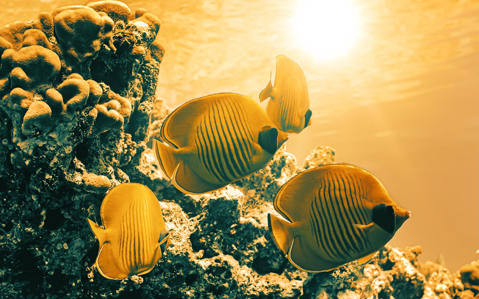 4 tropical fish swimming close to a the surface with the sun shining through